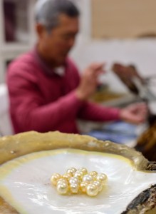 琉球真珠　塩もみ洗い前の取り出したばかりの白蝶真珠と母貝