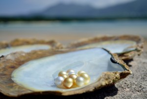川平湾を背景に、浜揚げしたばかりの白蝶真珠